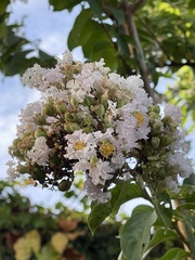 Lagerstroemia indica