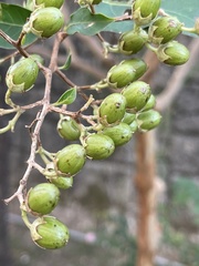 Lagerstroemia indica