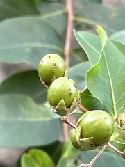 Lagerstroemia indica