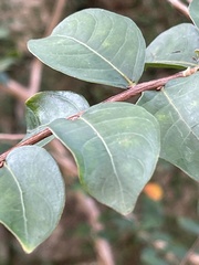 Lagerstroemia indica
