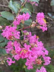 Lagerstroemia indica