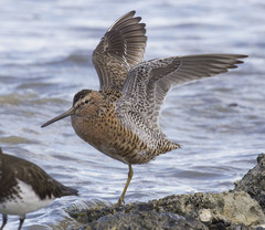 Limnodromus griseus caurinus