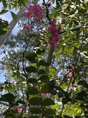 Lagerstroemia indica