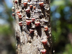 Paratachardina pseudolobata