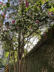 Lagerstroemia indica