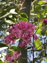 Lagerstroemia indica