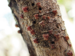 Paratachardina pseudolobata