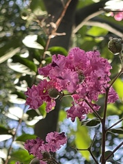 Lagerstroemia indica