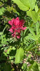 Castilleja parviflora