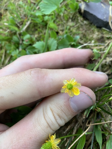 Eschscholtz's buttercup (Ranunculus eschscholtzii)