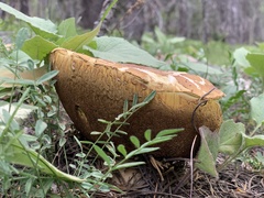 Boletus rubriceps