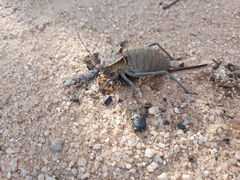 Pycnogaster