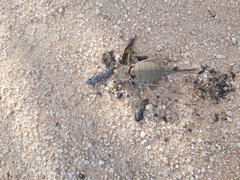 Pycnogaster