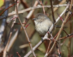 Psaltriparus minimus
