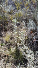 Artemisia mendozana