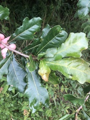 Quercus sinuata sinuata