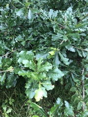 Quercus sinuata sinuata