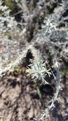 Artemisia mendozana