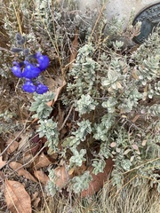 Scutellaria tuberosa