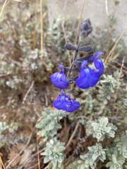 Scutellaria tuberosa