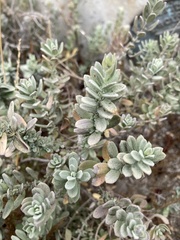 Scutellaria tuberosa