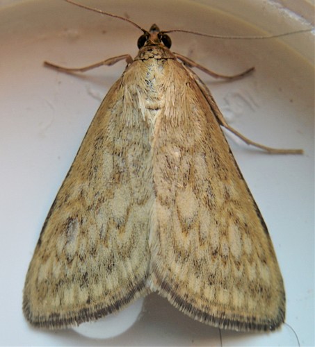 Dimorphic Sitochroa Moth
