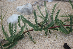 Prosopis pallida