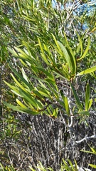 Colliguaja integerrima