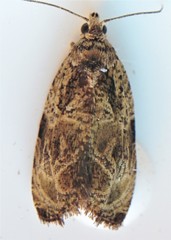 Olethreutes furfuranum