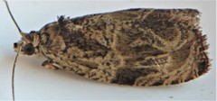 Olethreutes furfuranum