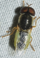 Odontomyia angulata