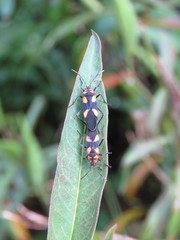 Oncopeltus cingulifer