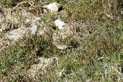 Passerculus sandwichensis beldingi