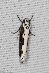 Ethmia semilugens