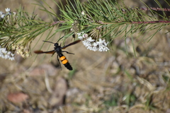 Pygodasis ephippium ephippium