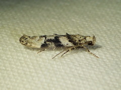 Coleotechnites atrupictella