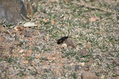 Pygodasis ephippium ephippium