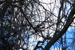 Polioptila dumicola