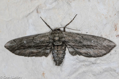 Holochroa dissociarius