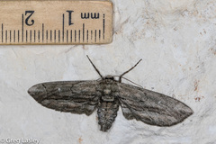 Holochroa dissociarius