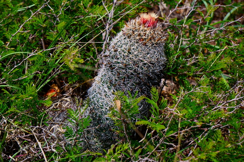 Coryphantha potosiana