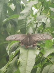 Papilio elwesi