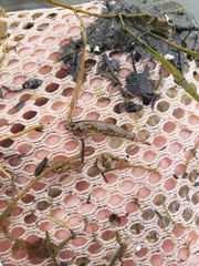 Proterorhinus semilunaris