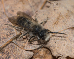 Andrena frigida