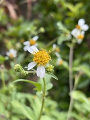 Bidens alba