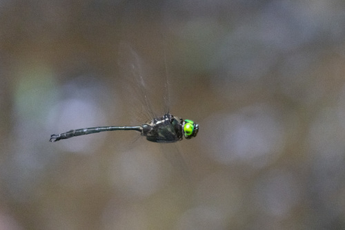 Clamp-tipped Emerald photo 6