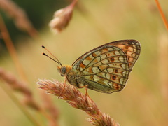 Argynnis niobe