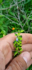 Salvia tehuacana