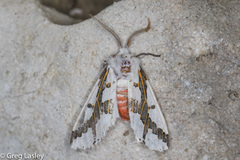 Euerythra phasma