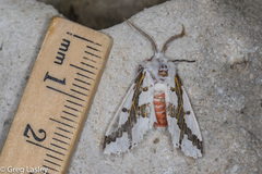 Euerythra phasma